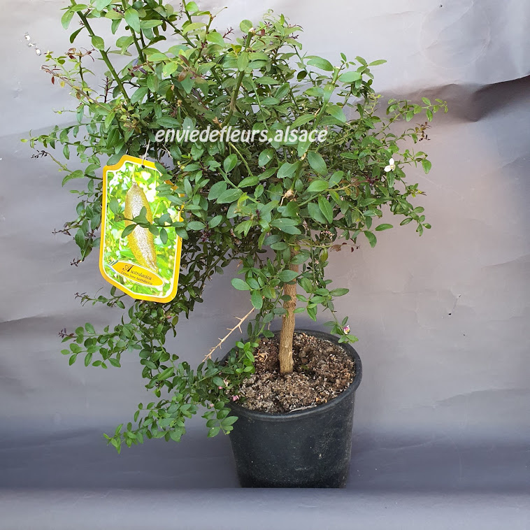 Citronnier caviar " tres beau produit" exceptionnel Envie de Fleurs