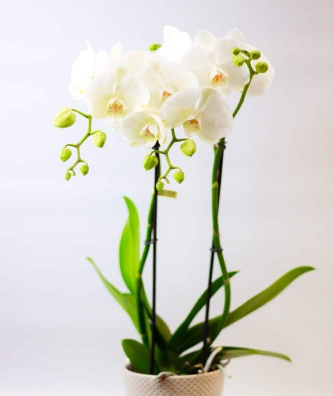 Conseils d'entretien pour les Orchidées Phalaenopsis Envie de Fleurs — free download