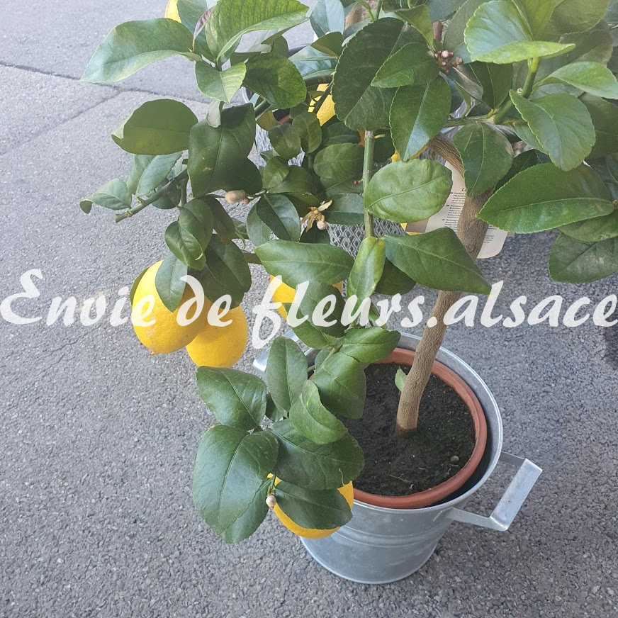 Citronnier En Pot - Plante Citrus Limon - Hauteur 70-80 Cm - Pot Céramique 22 Cm Inclus