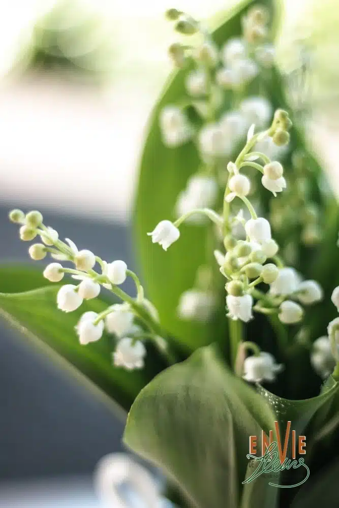 muguet
