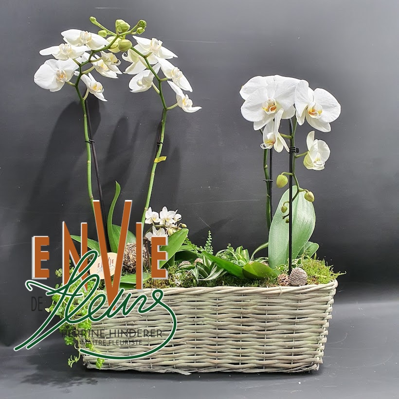 Orchidée blanche et son cache-pot - La boutique de Fleurs
